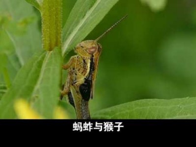 蚂蚱和猴子读后感（蚂蚱和猴子读后感50字）