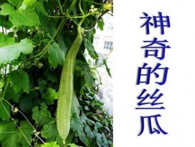 神奇的丝瓜读后感（季羡林神奇的丝瓜读后感）