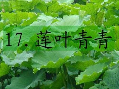 莲叶青青读后感（莲叶青青读后感受）