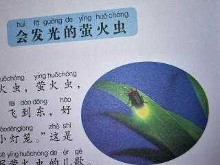 发光的虫子读后感（发光的萤火虫绘本）