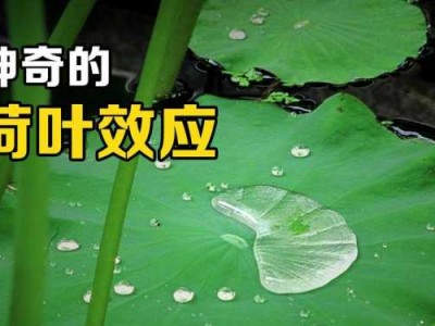 《荷叶水》读后感（荷叶启示）