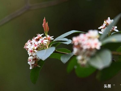 三春花篇读后感（三春花树）