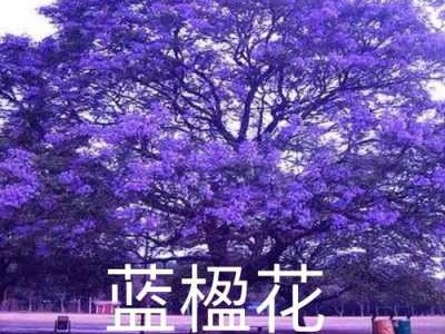 蓝花读后感400字（蓝花盈读后感）