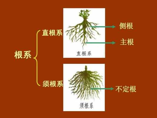 根系读后感（根系阅读短文以及答案）