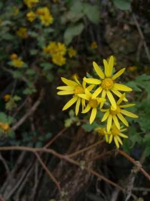 野菊开花的读后感（野菊花读后感50字）