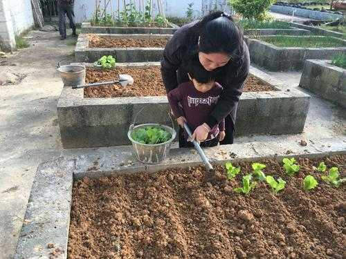 种菜老人读后感（种菜的读后感）