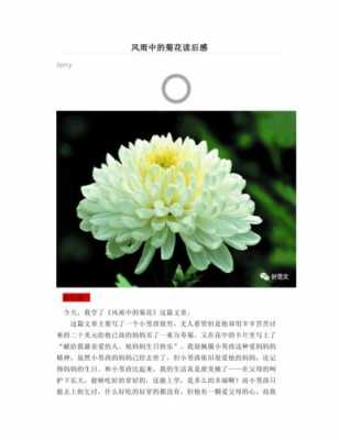 菊花读后感300字（文章菊花的读后感）