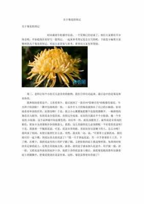 菊花读后感300字（文章菊花的读后感）