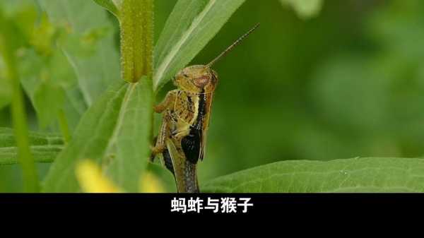 蚂蚱和猴子读后感（蚂蚱和猴子读后感50字）