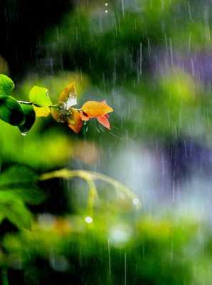 夏雨更生读后感（夏雨感悟）