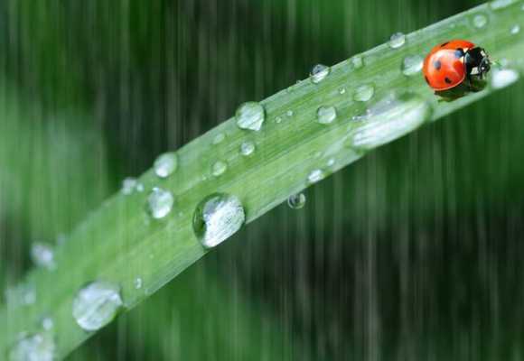 雨声说些什么读后感（雨声说些什么余光中朗诵）