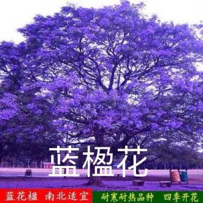 蓝花读后感400字（蓝花盈读后感）