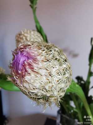 鸟巢菊花读后感400字（鸟巢菊鲜花图片）