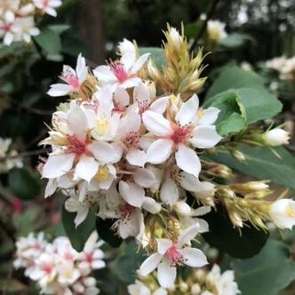 三春花篇读后感（三春花树）